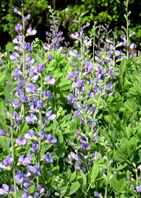 Baptisia australis 